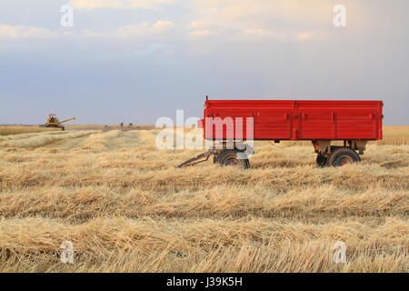 Harvester is working in the field during harvest time Stock Photo