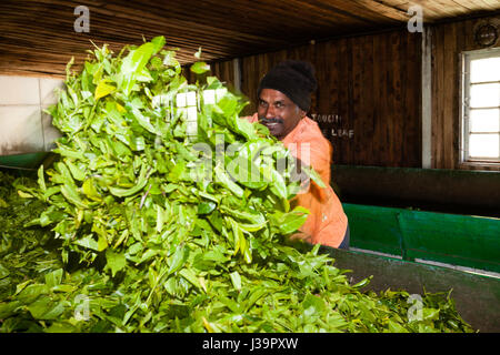Inside a tea factory, near Munnar Stock Photo - Alamy