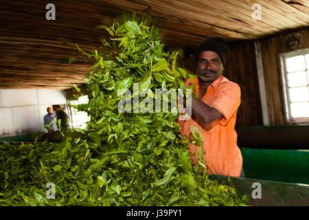 inside a Tea factory Stock Photo - Alamy
