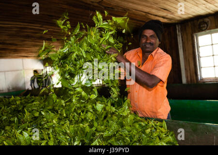 Inside a tea factory, near Munnar Stock Photo - Alamy
