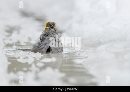 Pine Grosbeak / Hakengimpel ( Pinicola enucleator ), female adult in winter, bathing, taking a bath in icecold water, puddle, fronta view, MT, USA. Stock Photo