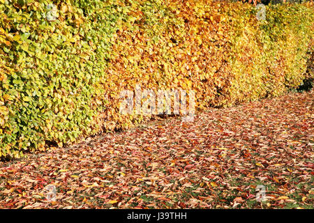 Bush fence yellow brown green autumn fall leaves Stock Photo
