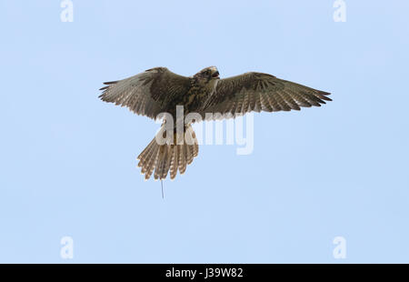 Close up of a Saker Falcon in flight Stock Photo