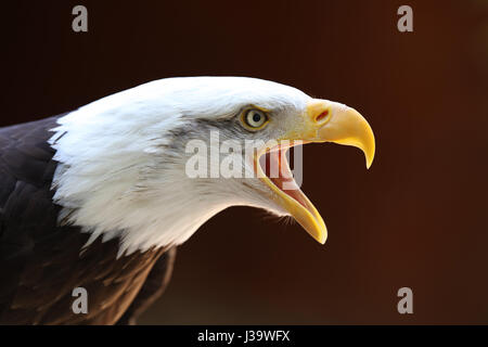 Portrait of a Bald Eagle calling with dark background Stock Photo