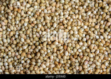 Coriander seeds on sale at a food market in Thalassery (Tellicherry), Kannur district (Cannanore), Kerala, South India, South Asia Stock Photo