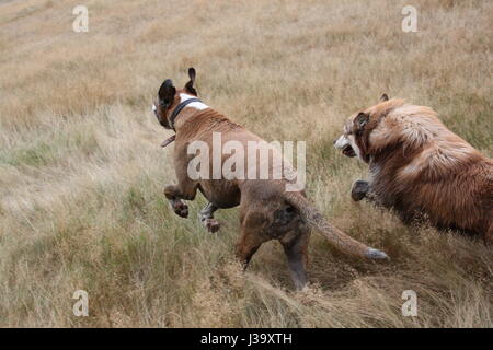 Dogs running through a field in Wimbledon common London on a dog walk Stock Photo