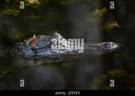 Alligator swiming in water in  the Florida Everglades Stock Photo