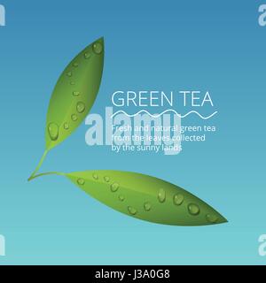 Green tea leaves with water drops vector illustration Stock Vector