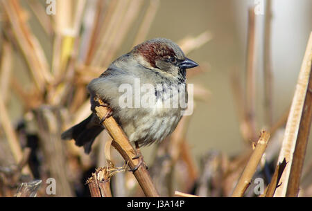 Sparrow sits on a branch on a blurred background of dry bushes. Shallow depth of field. Selective focus. Stock Photo