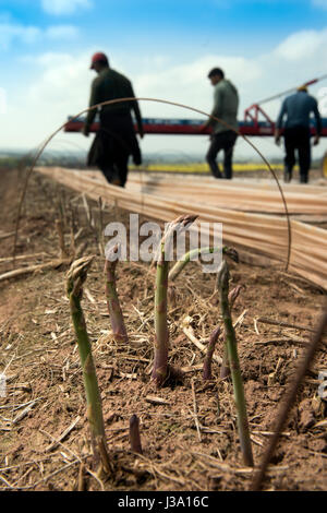Asparagus spears on a farm near Ross-on-Wye where the crop that has arrived unseasonaly early Stock Photo