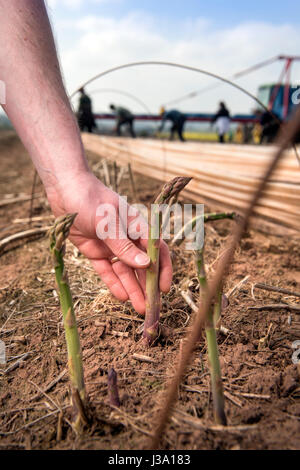 Asparagus farmer Chris Chinn of Cobrey Farms near Ross-on-Wye checks some of his crop that has arrived unseasonaly early Stock Photo