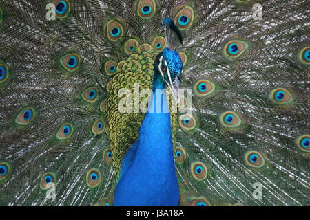 Peacock closeup Stock Photo