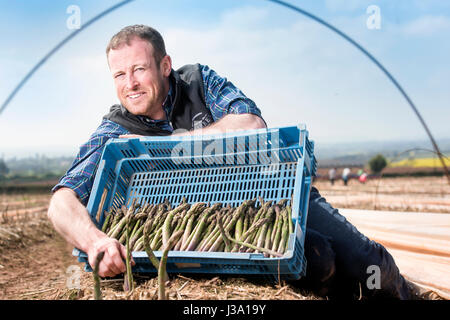 Asparagus farmer Chris Chinn of Cobrey Farms near Ross-on-Wye with some of his crop that has arrived unseasonaly early Stock Photo