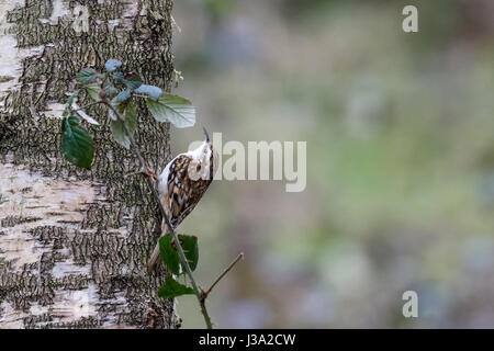 Eurasian Treecreeper (Certhia familiaris) scaling foraging on a Silver Birch tree trunk for food Stock Photo