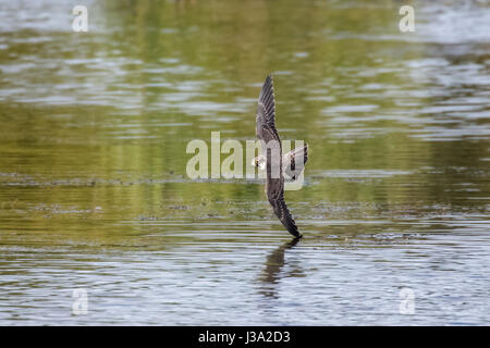 Eurasian Hobby (Falco subbuteo) flying, in flight, banking hard low across the water hunting for dragonflies Stock Photo