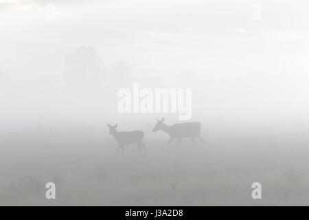 Red Deer (Cervus elaphus) hind mother and young calf roaming in the morning mist or fog
