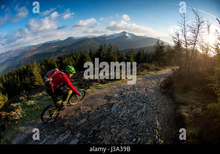 A mountain biker rides a trail at Whinlatter, England's only true Mountain Forest. Stock Photo