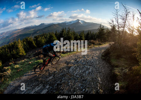 A mountain biker rides a trail at Whinlatter, England's only true Mountain Forest. Stock Photo