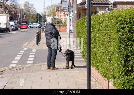 Woman standing on corner of street in Bedford with black labrador pet dog on lead holding a ball in its mouth Stock Photo