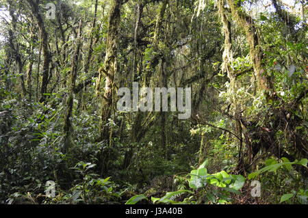 The cloud forest in Monteverde, Costa Rica. Stock Photo