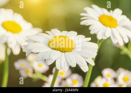Daisy flower on green meadow Stock Photo