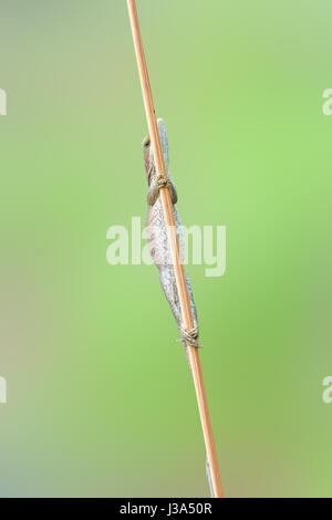 A female Carolina Anole (Anolis carolinensis) clings to a slender reed. Stock Photo