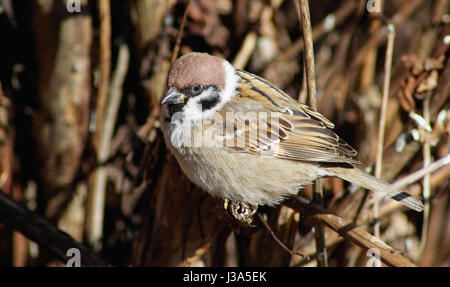 Sparrow sits on a branch on a blurred background of dry bushes. Stock Photo