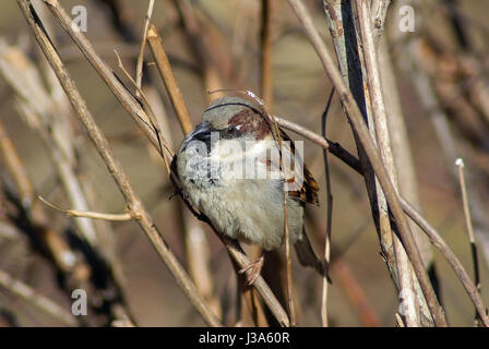 Sparrow sits on a branch on a blurred background of dry branches and bushes. Shallow depth of field. Selective focus. Stock Photo