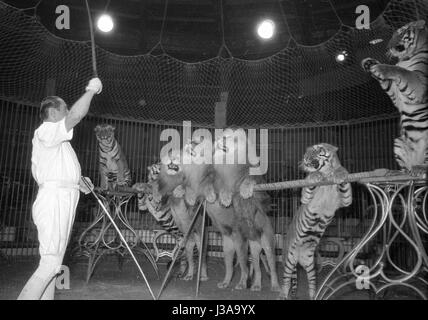 Circus program with predators, 1954 Stock Photo