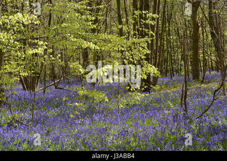 Bluebells in a Coppiced Woodland Stock Photo