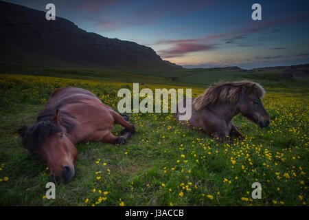 Two icelandic horses relaxing in a field of flowers Stock Photo