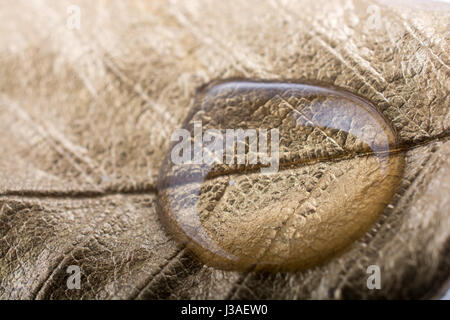 Water drops found on a gold color painted leaf Stock Photo