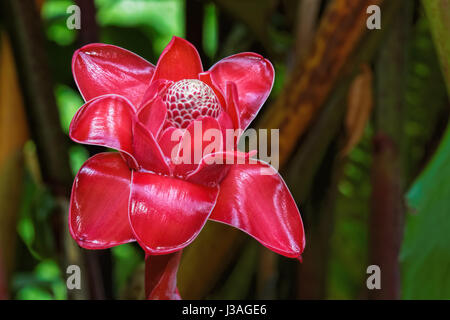Red torchginger growing on on Maui along the Road to Hana. Stock Photo