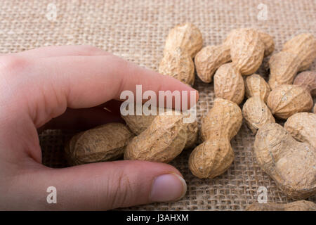 Peanuts  in hand and  on a linen canvas background Stock Photo