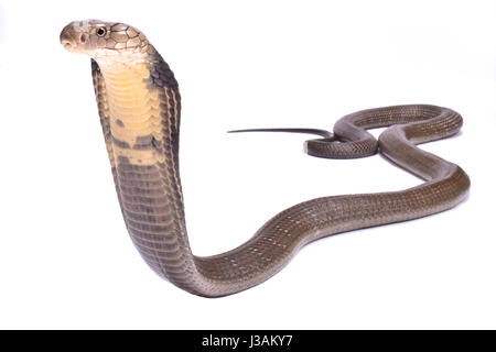 King cobra (Ophiophagus hannah) Stock Photo