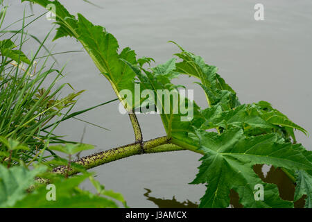 Giant Hogweed growing beside the Grand Union Canal, Leicestershire, UK Stock Photo