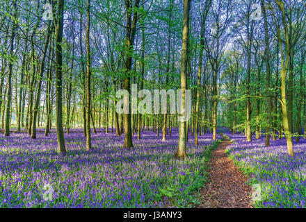 Bluebell woodland in early morning sunshine. Stock Photo