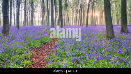 Bluebell woodland in early morning misty sunshine. Stock Photo