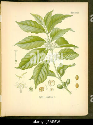 Diagram of Coffea arabica original Stock Photo