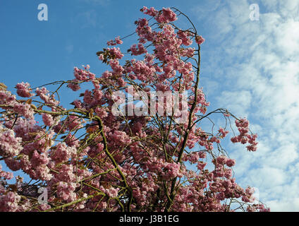 The pink flowers of a cherry tree sway in the wind in Noordwijk, Netherlands, 22 April 2017.    - NO WIRE SERVICE - Photo: Ursula Düren/dpa Stock Photo