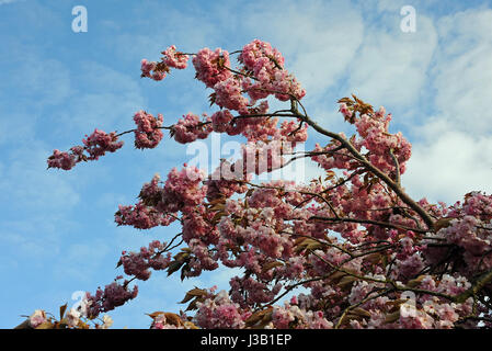 The pink flowers of a cherry tree sway in the wind in Noordwijk, Netherlands, 22 April 2017.    - NO WIRE SERVICE - Photo: Ursula Düren/dpa Stock Photo