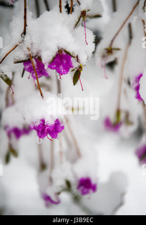 Hulun Buir. 6th May, 2017. Firefighters get on vehicles in Bilahe