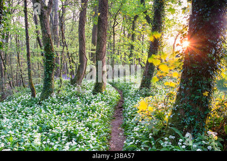 A path through wild garlic in woods near Camborne in Cornwall Stock Photo