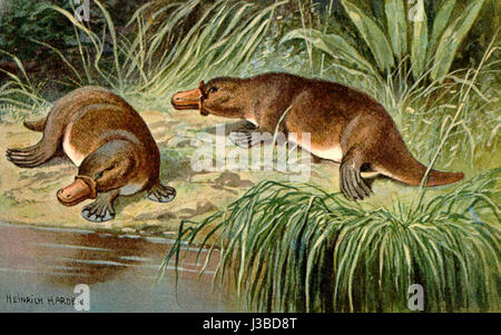 Duck billed platypus schnabeltier Stock Photo