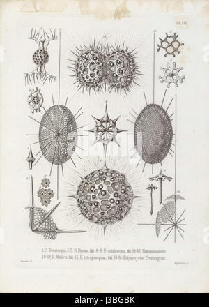 An Illustration From Ernst Haeckel s Die Radiolarien Depicting an-illustration-from-ernst-haeckel-s-die-radiolarien-depicting