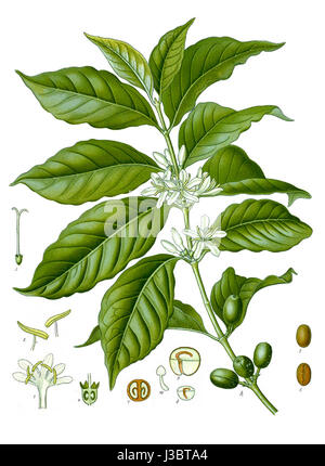 Diagram of Coffea arabica cropped Stock Photo