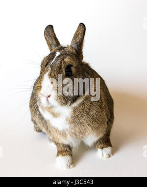 A rabbit, a pygmy rabbit, an agouti Netherland Dwarf isolated against white background. Stock Photo