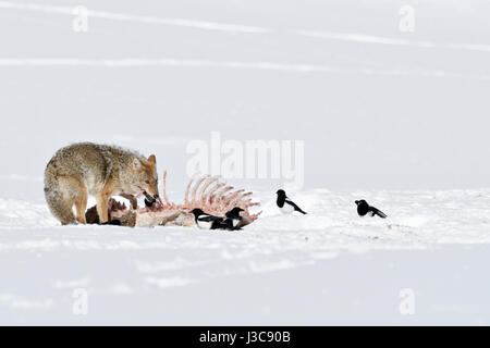 Coyote ( Canis latrans ) in winter, feeding on a carcass, probably a wolf kill, together with magpies in high snow, Yellowstone National Park, USA. Stock Photo