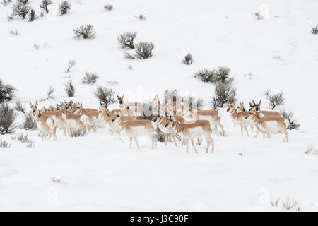 Pronghorn Antelopes / Gabelboecke / Gabelantilopen ( Antilocapra americana ), herd in winter, shy, watching attentively, in typical surrounding, USA. Stock Photo