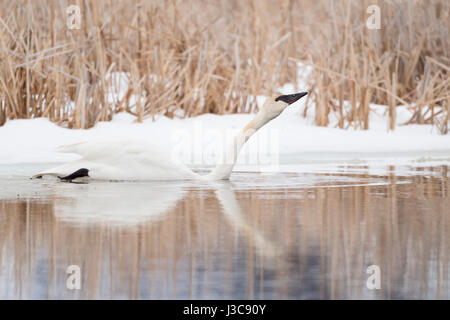 Trumpeter Swan ( Cygnus buccinator ) in winter, swimming, drinking, sipping water, in front of snow covered reed, Grand Teton NP, USA. Stock Photo